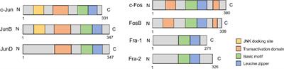 The potential of activator protein 1 (AP-1) in cancer targeted therapy